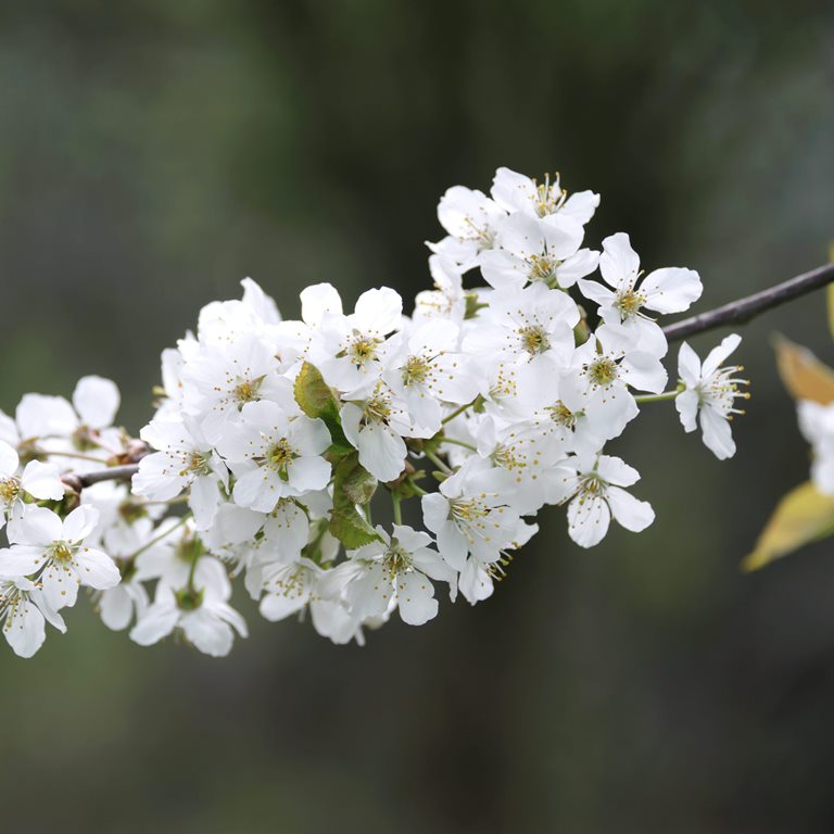 Heimische Laubbäume